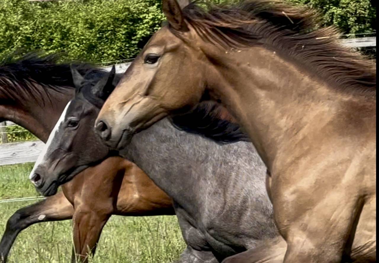 Veulen (vr) CDF - Frans dressuurpaard Te koop 2024 Wildkleur ,  idem du peyron