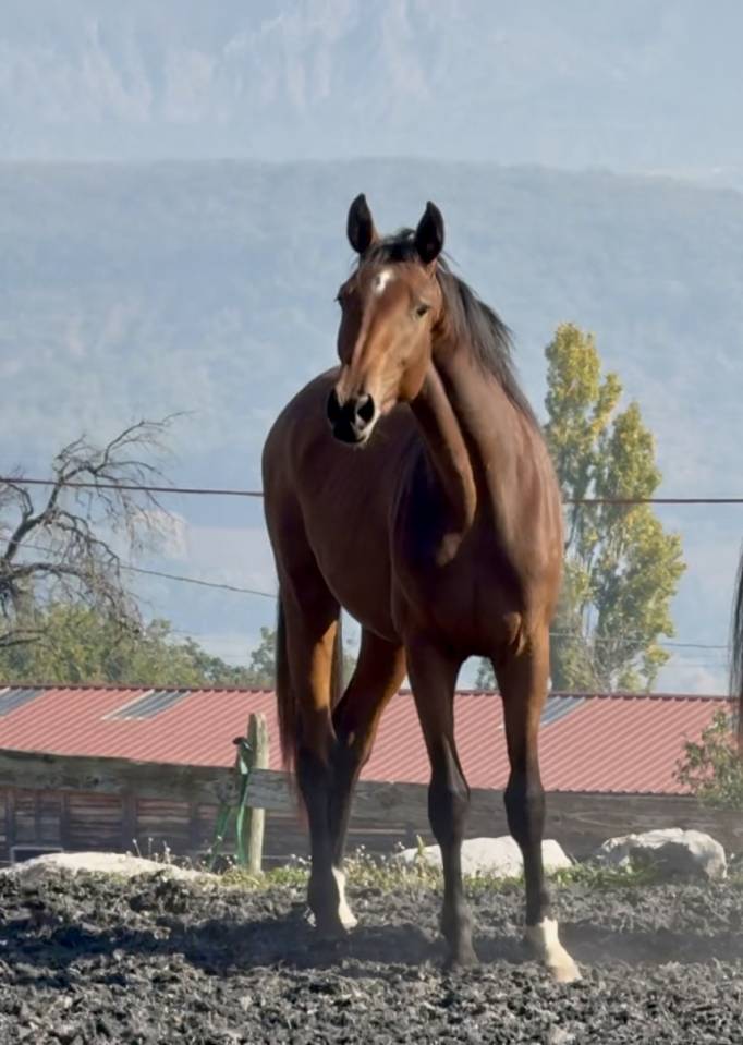Veulen (vr) Zangersheide Te koop 2023 Donker bruin / bai ,  hortus d'hoogpoort