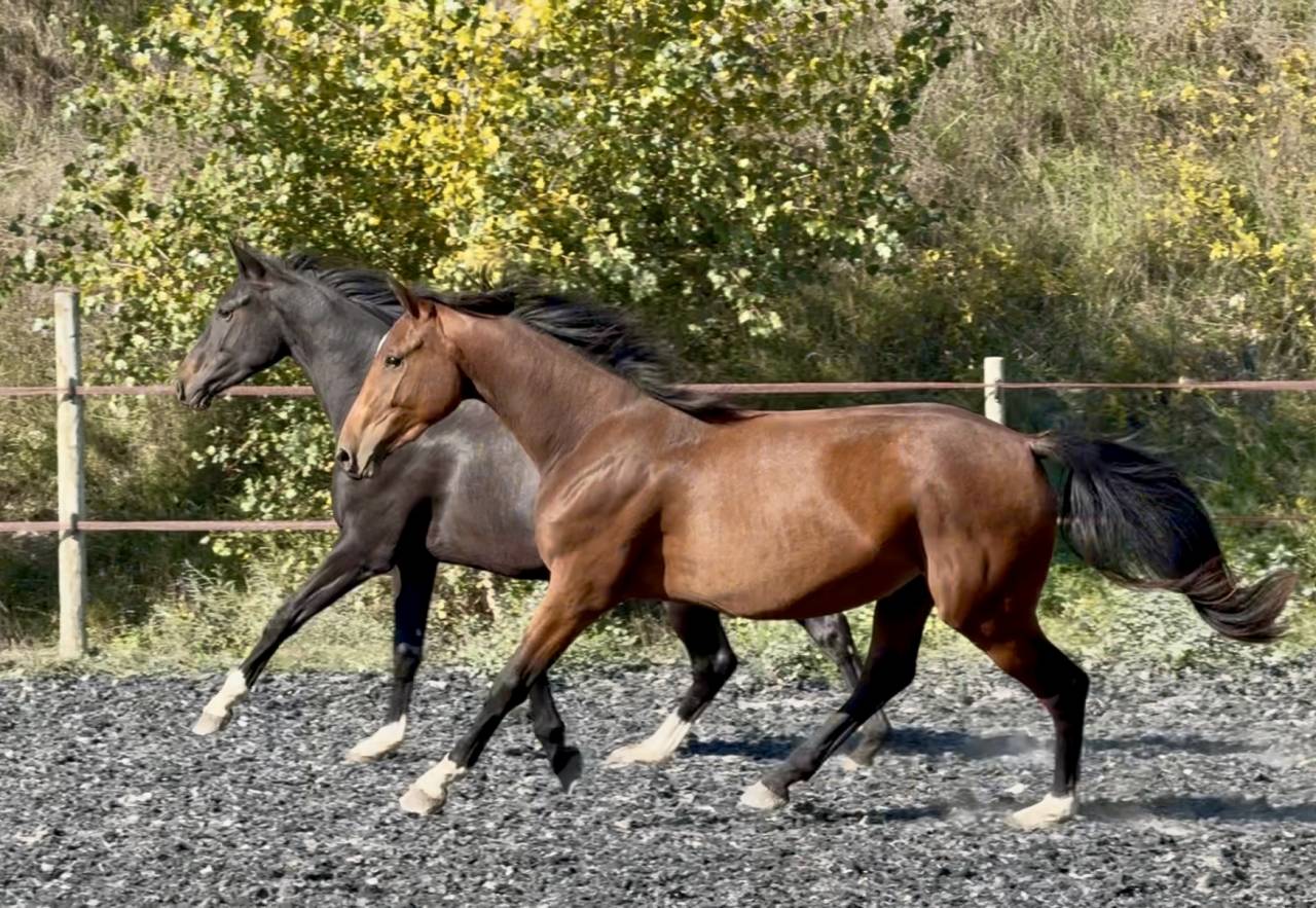 Veulen (vr) Zangersheide Te koop 2023 Donker bruin / bai ,  hortus d'hoogpoort
