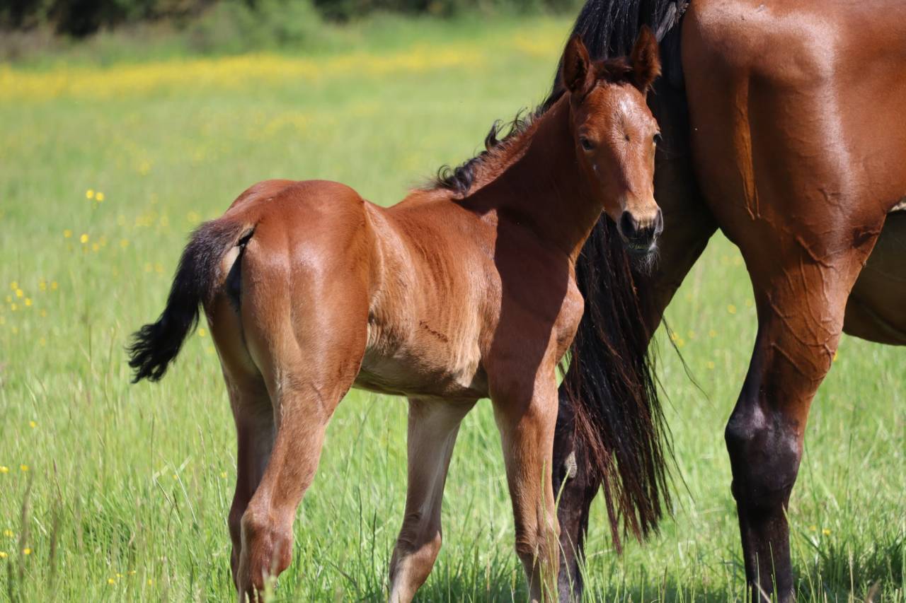 Veulen (vr) Selle Français Te koop 2025 Donker bruin / bai ,  Joker d'Euskadi