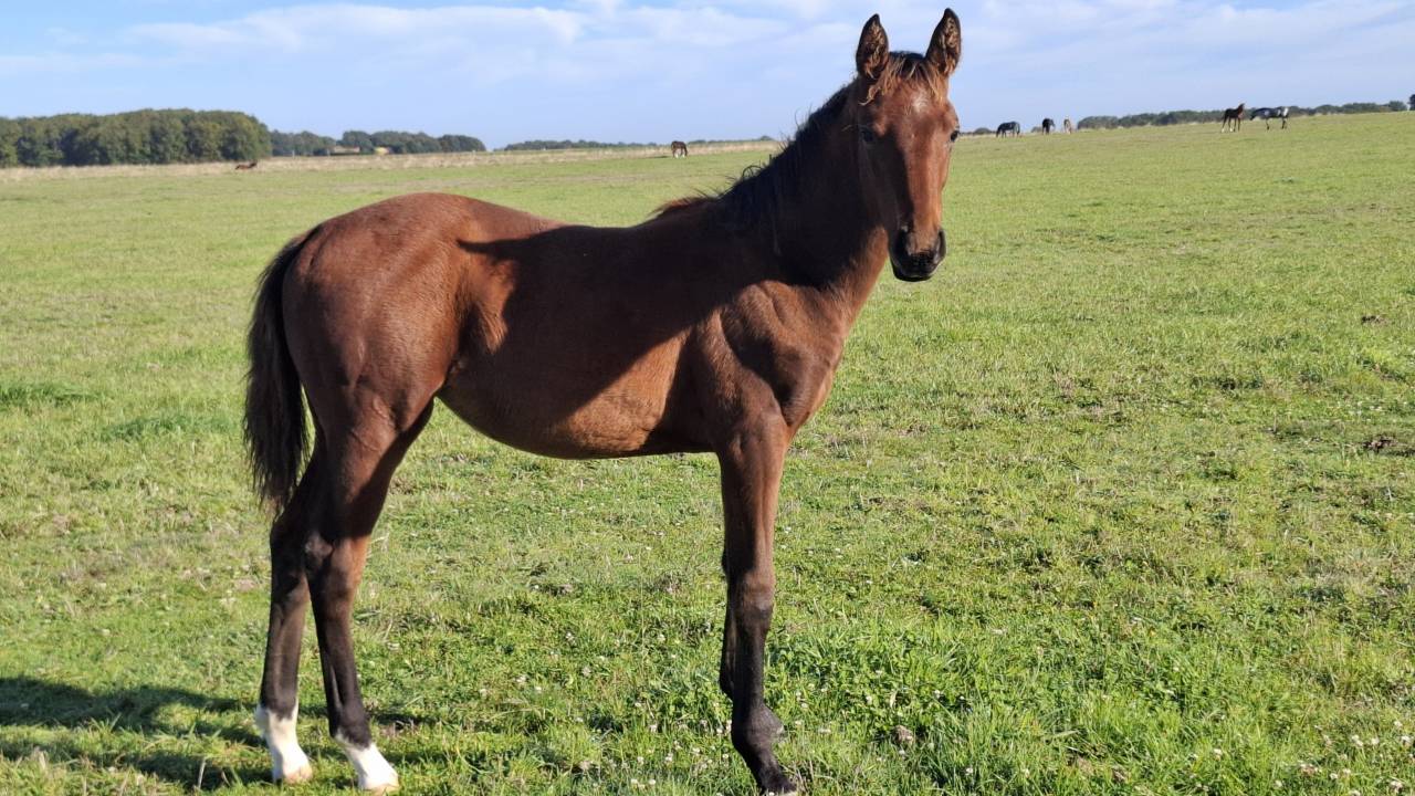 Veulen (vr) Selle Français Te koop 2025 Donker bruin / bai ,  Joker d'Euskadi
