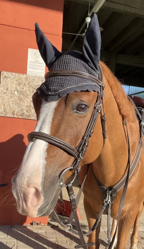 Ruin Franse rijpony PFS Te koop 2010 Vos ,  Selliany candy