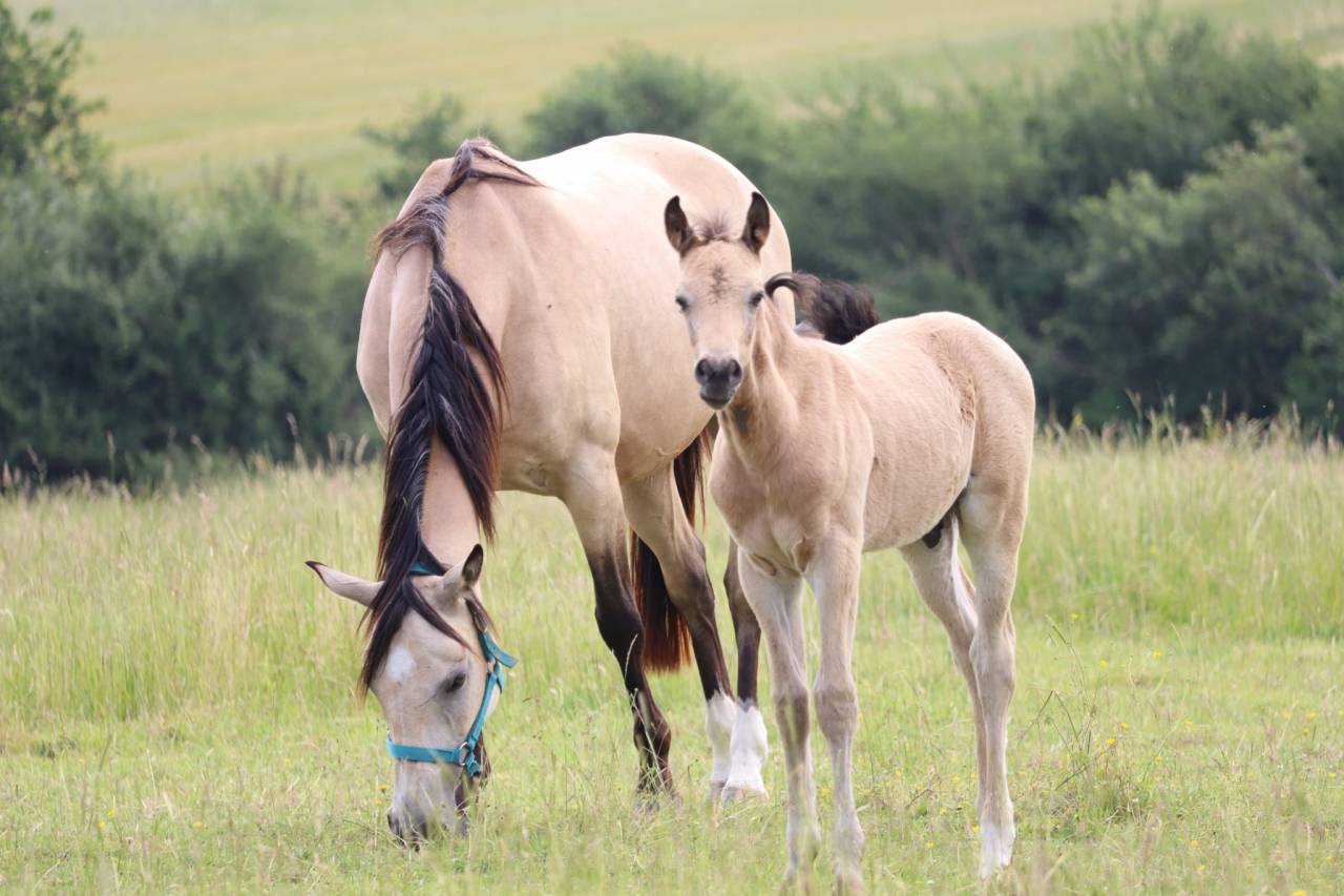 Veulen (ml) Franse rijpony PFS Te koop 2025 Isabel ,  Usandro Tilia Derlenn