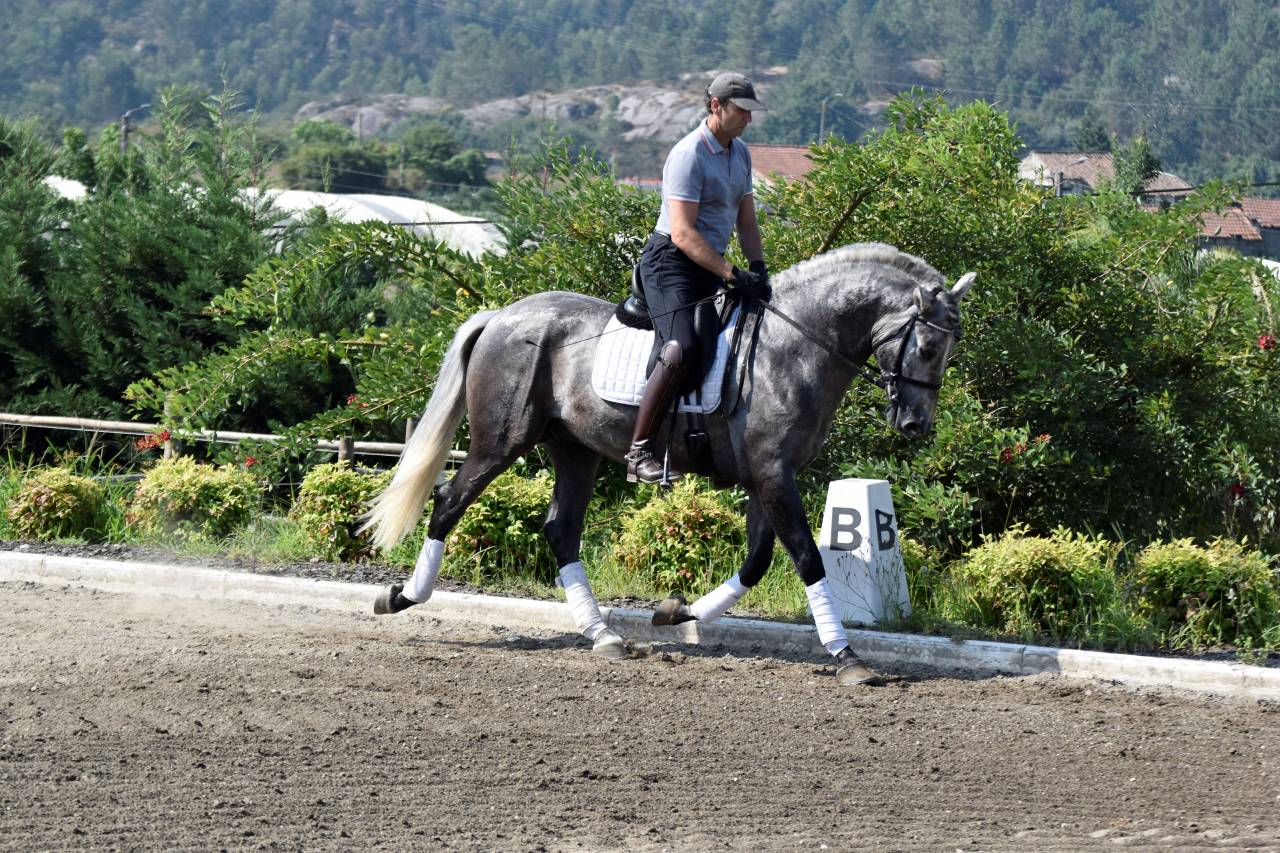 Ruin PRE Puur Ras Spaans Te koop 2021 Schimmel ,  Cascabel G