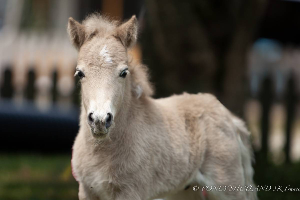 Veulen (ml) Shetland Te koop 2025 Palomino ,  KEL STAR DU CENTAURE