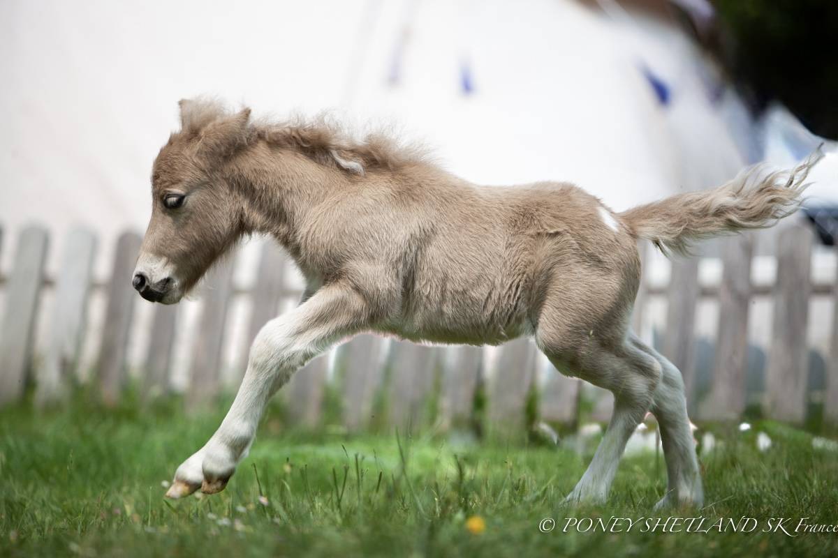 Veulen (ml) Shetland Te koop 2025 Palomino ,  KEL STAR DU CENTAURE