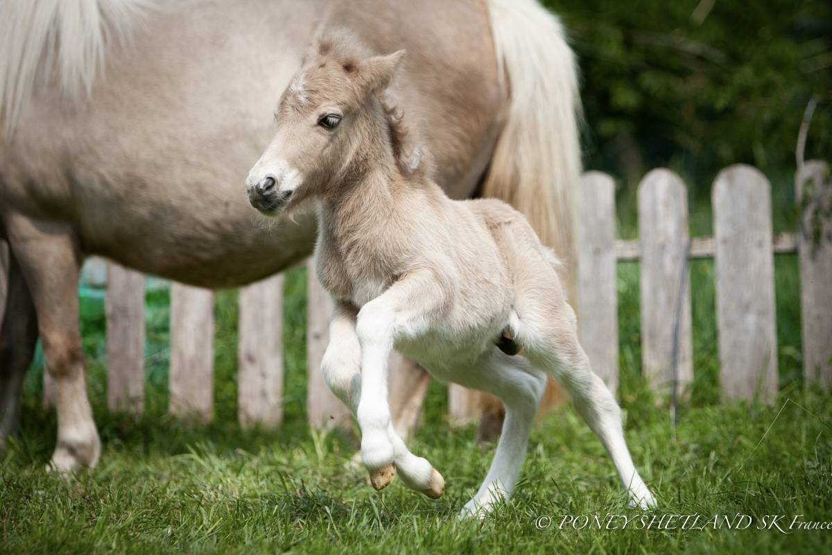 Veulen (ml) Shetland Te koop 2025 Palomino ,  KEL STAR DU CENTAURE