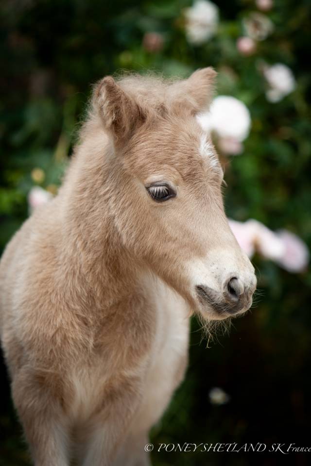 Veulen (ml) Shetland Te koop 2025 Palomino ,  KEL STAR DU CENTAURE