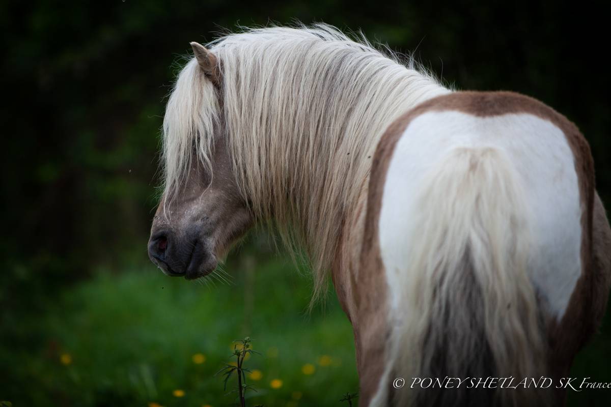 Veulen (ml) Shetland Te koop 2025 Palomino ,  KEL STAR DU CENTAURE