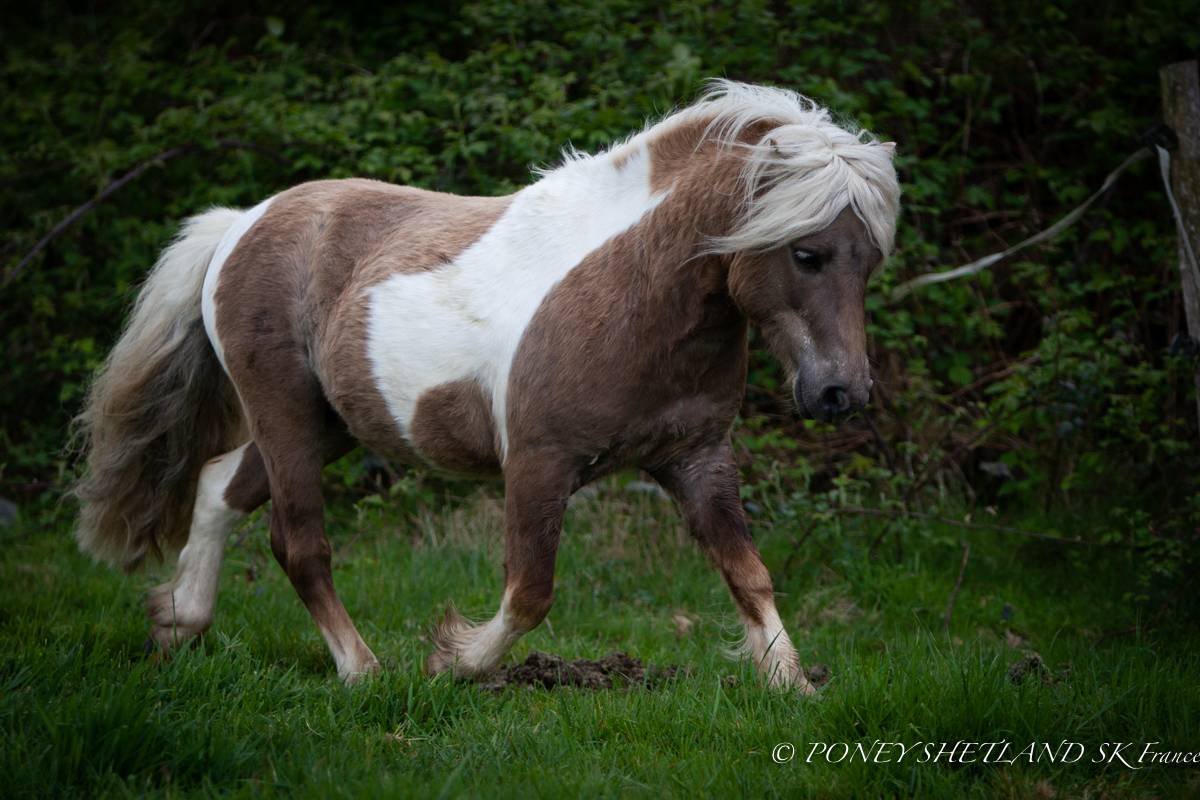 Veulen (ml) Shetland Te koop 2025 Palomino ,  KEL STAR DU CENTAURE