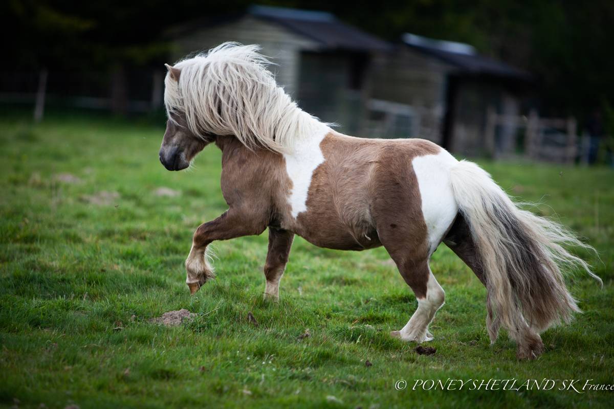 Veulen (ml) Shetland Te koop 2025 Palomino ,  KEL STAR DU CENTAURE