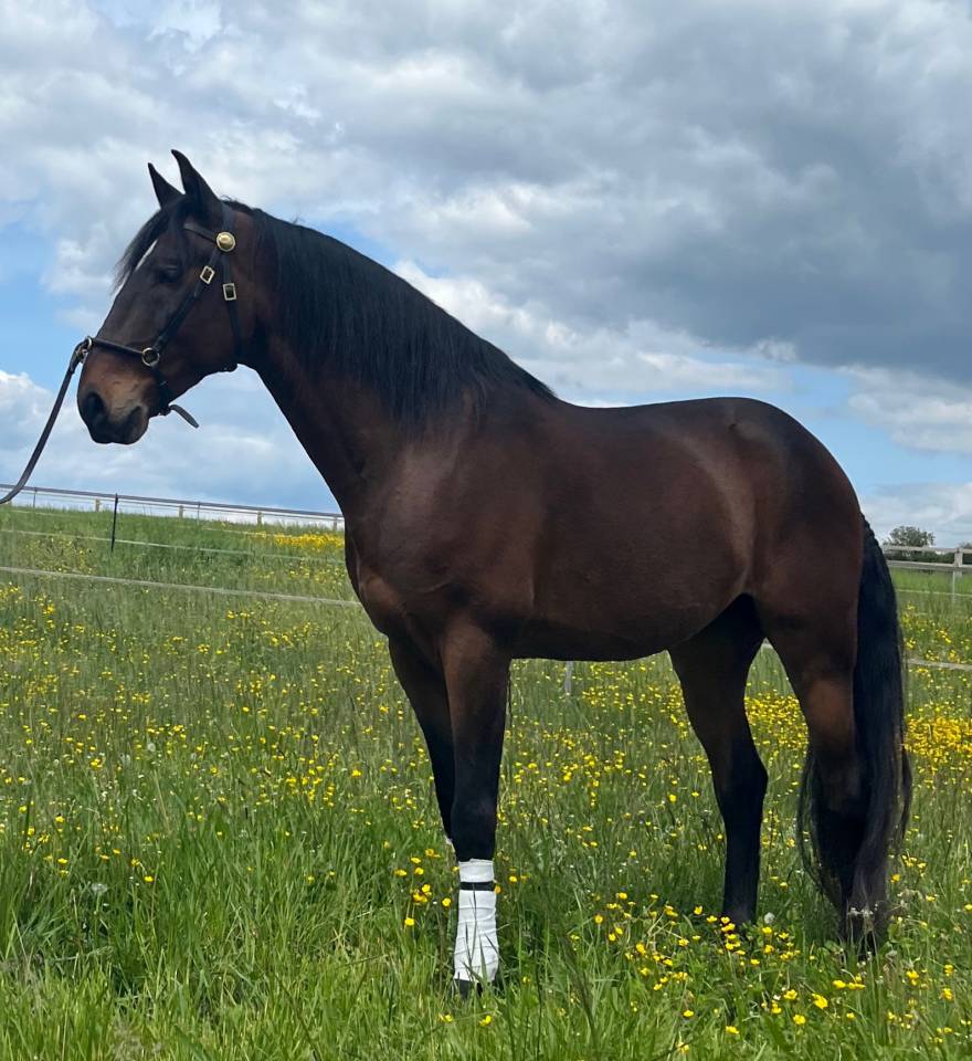 Ruin Lusitano Te koop 2015 Donker bruin / bai ,  SOLERA