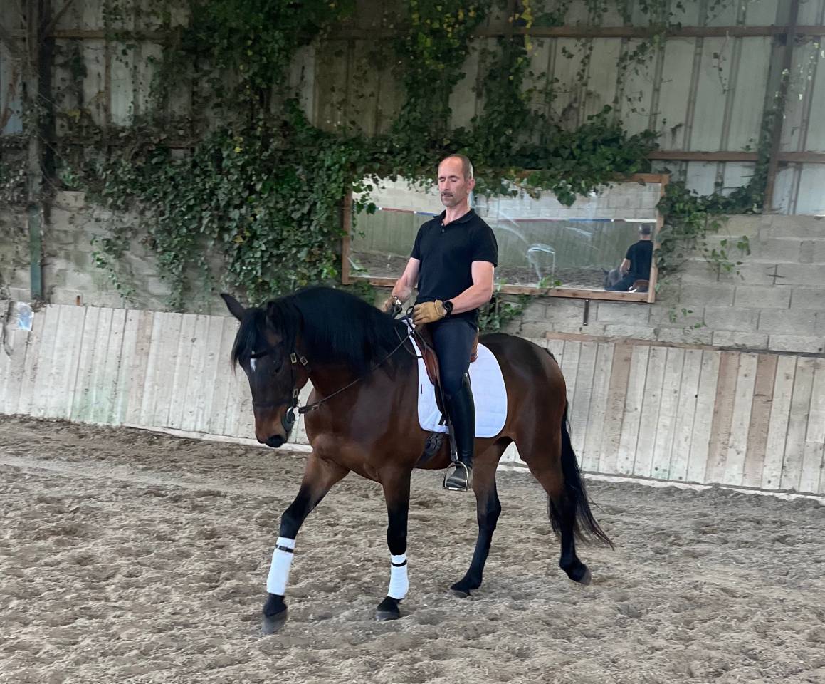 Ruin Lusitano Te koop 2015 Donker bruin / bai ,  SOLERA