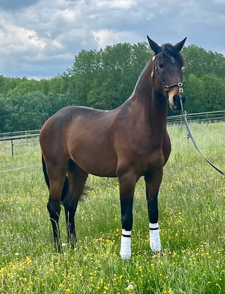 Ruin Lusitano Te koop 2015 Donker bruin / bai ,  SOLERA