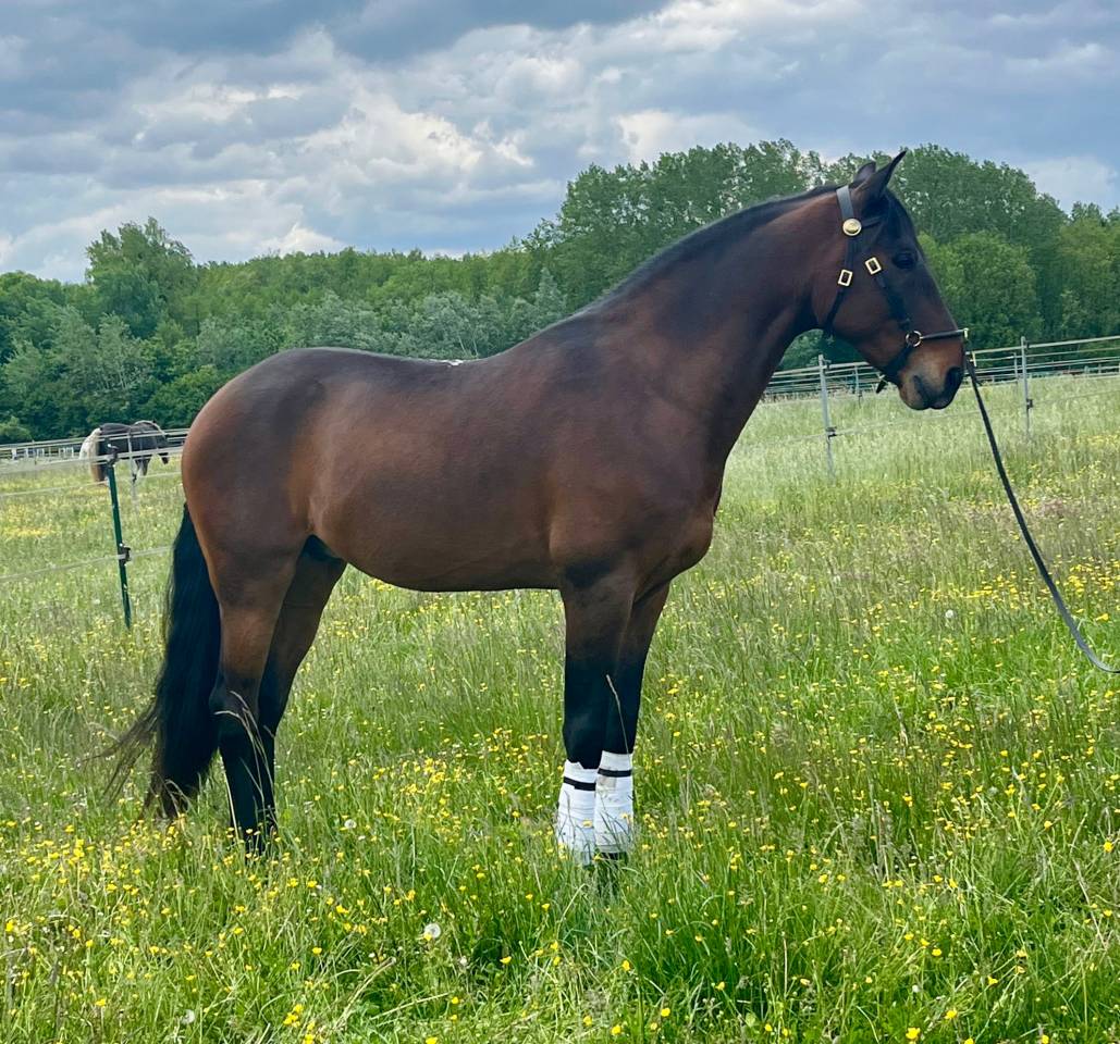 Ruin Lusitano Te koop 2015 Donker bruin / bai ,  SOLERA