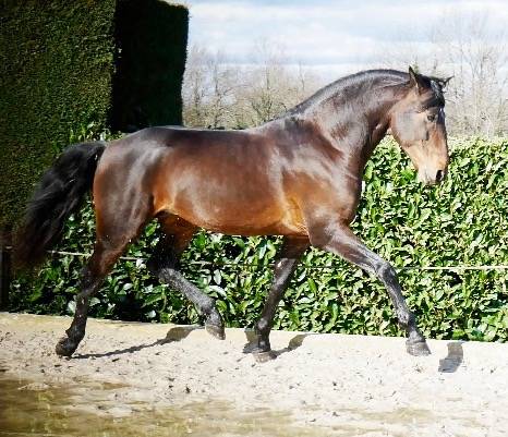 Ruin Lusitano Te koop 2015 Donker bruin / bai ,  SOLERA