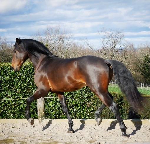Ruin Lusitano Te koop 2015 Donker bruin / bai ,  SOLERA