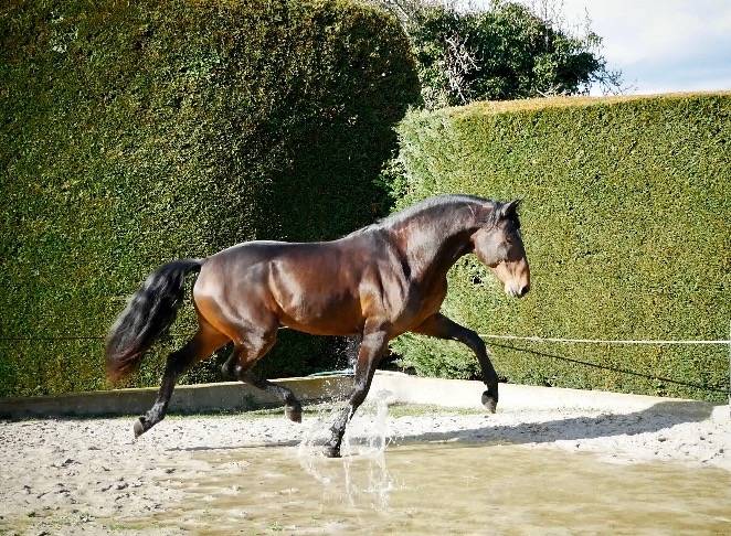 Ruin Lusitano Te koop 2015 Donker bruin / bai ,  SOLERA