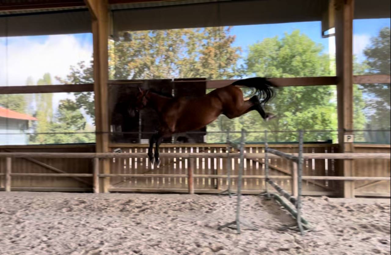 Ruin Selle Français Te koop 2020 Donker bruin / bai ,  ARMITAGE BOY