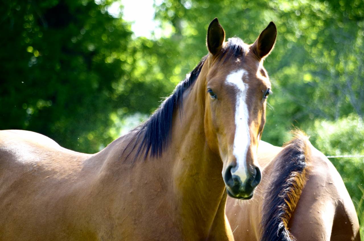 Ruin Selle Français Te koop 2020 Donker bruin / bai ,  ARMITAGE BOY