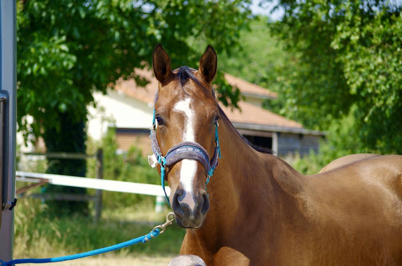 Ruin Selle Français Te koop 2020 Donker bruin / bai ,  ARMITAGE BOY