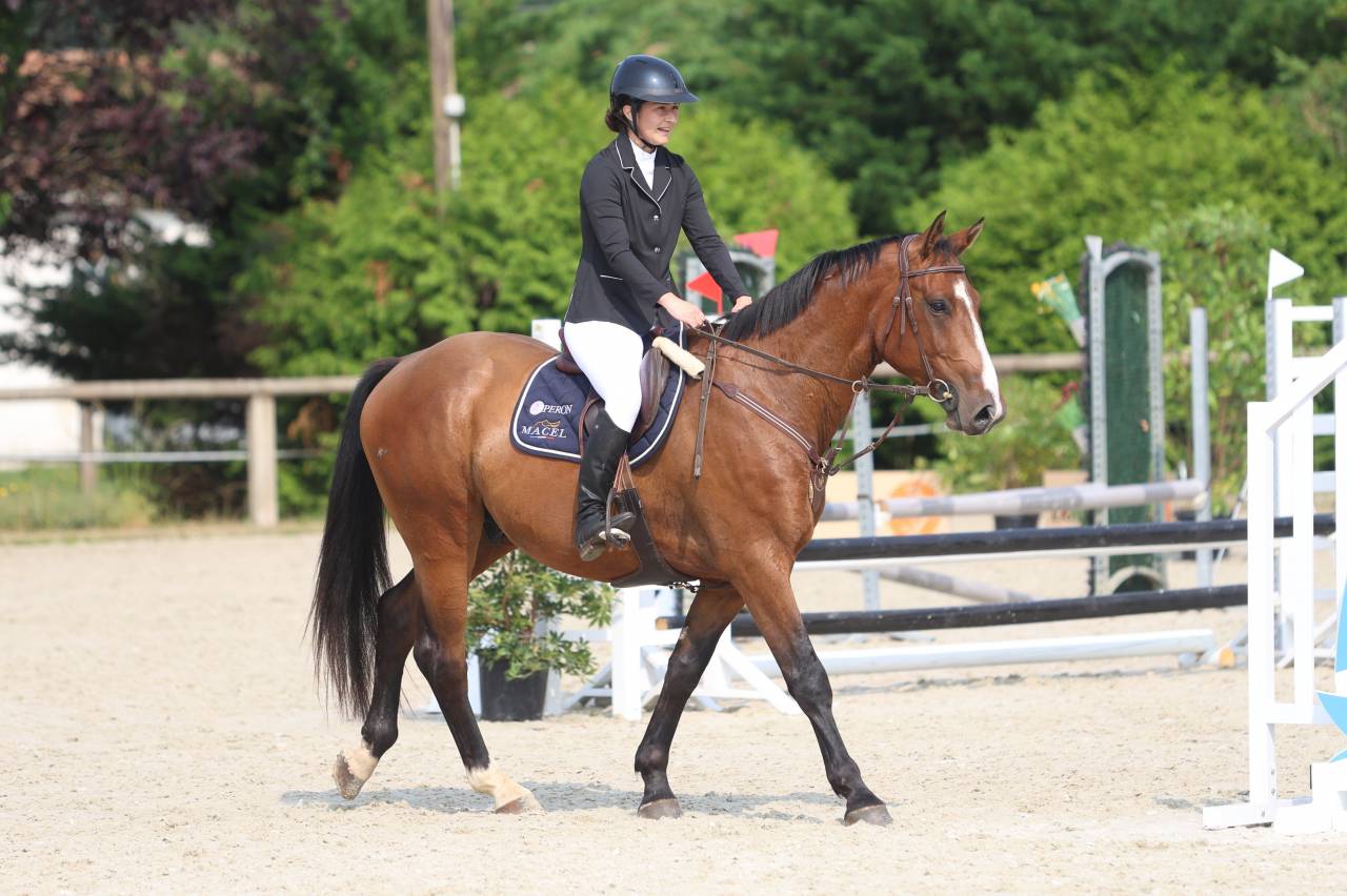 Ruin Selle Français Te koop 2020 Donker bruin / bai ,  ARMITAGE BOY