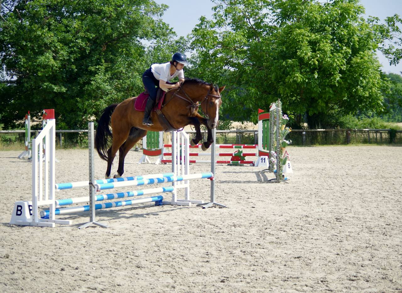 Ruin Selle Français Te koop 2020 Donker bruin / bai ,  ARMITAGE BOY