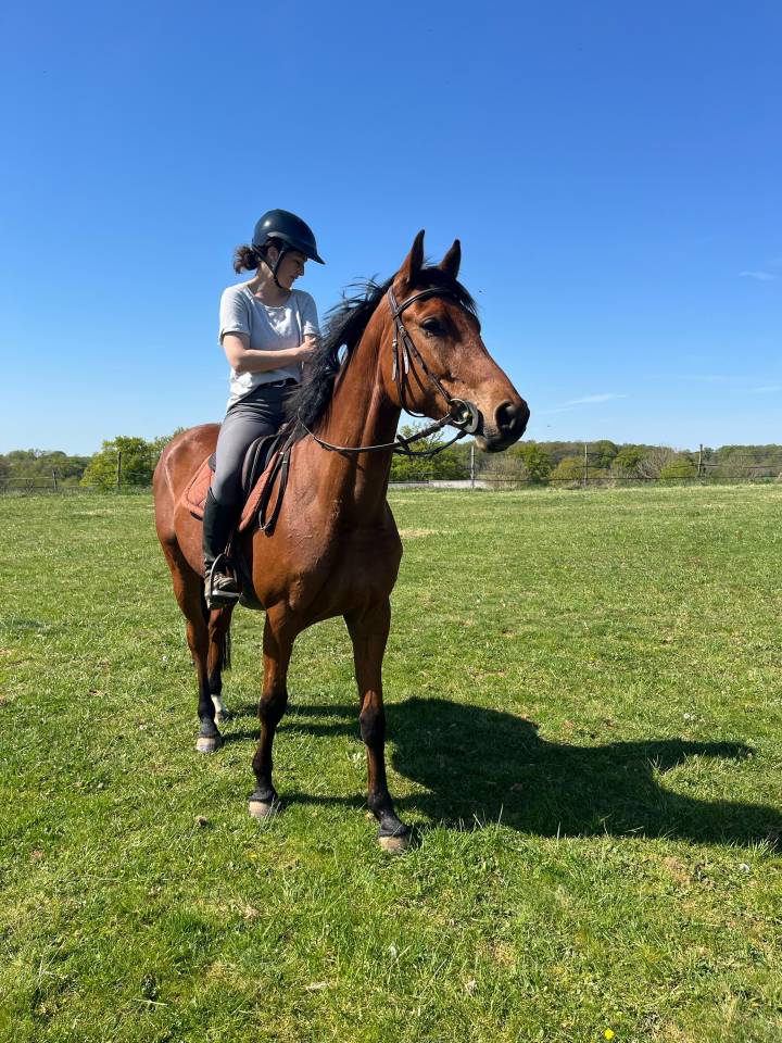 Merrie KWPN Nederlands sportpaard Te koop 2021 Donker bruin / bai ,  MANDEN I SONDERBYGAARD