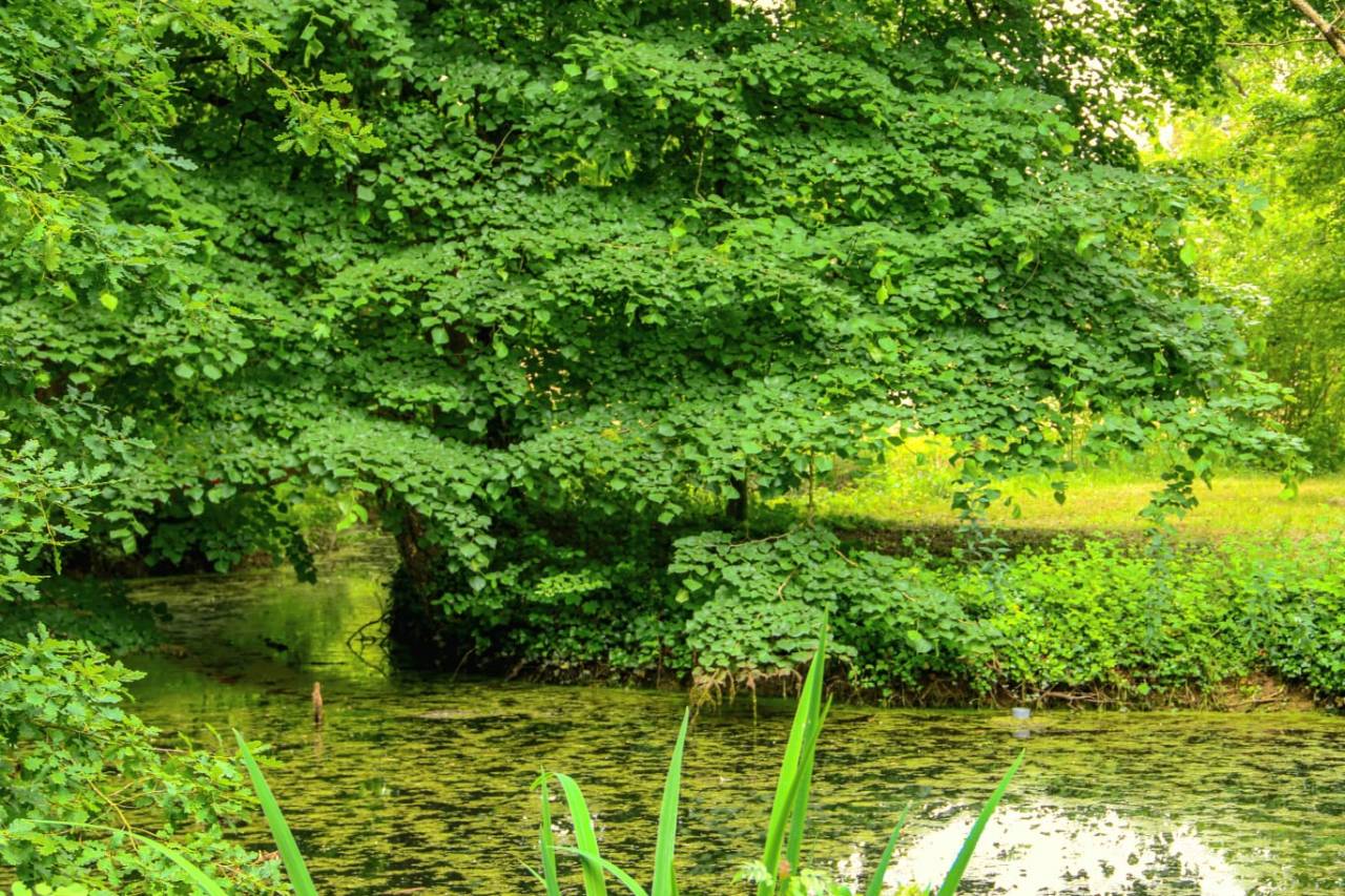 Hippisch vastgoed Koop Cher