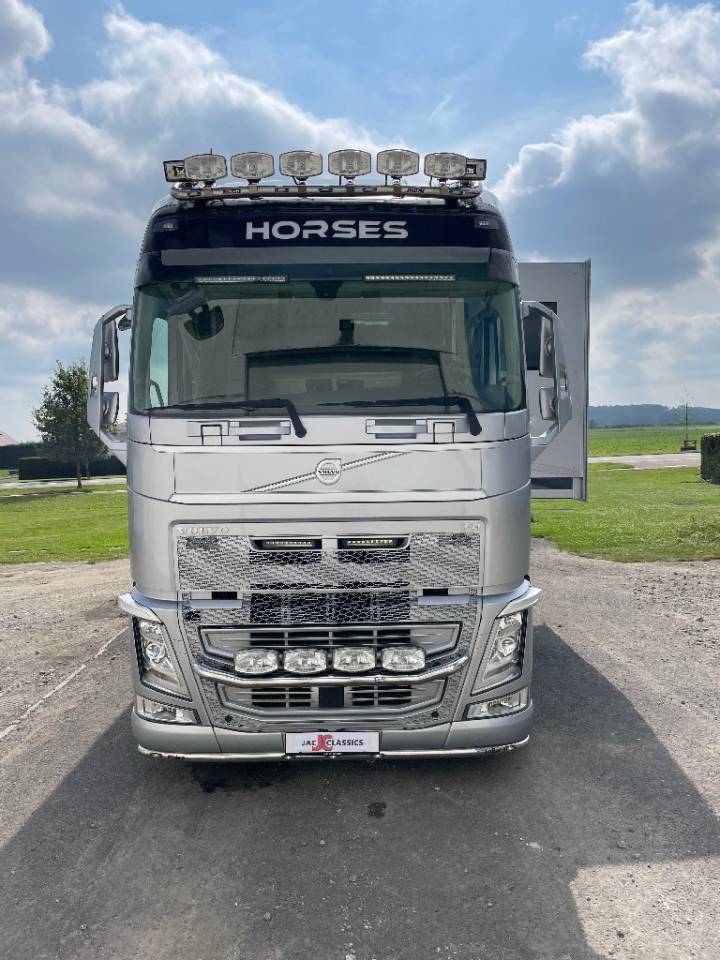 Zware paardenvrachtwagen (groot rijbewijs) STX FH540 2019 Tweedehands