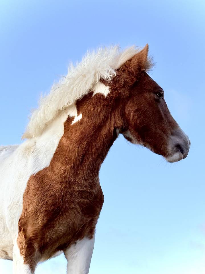 Veulen (ml) Pottok Te koop 2025 Bont ,  QUIKY DE MARTIANGUE