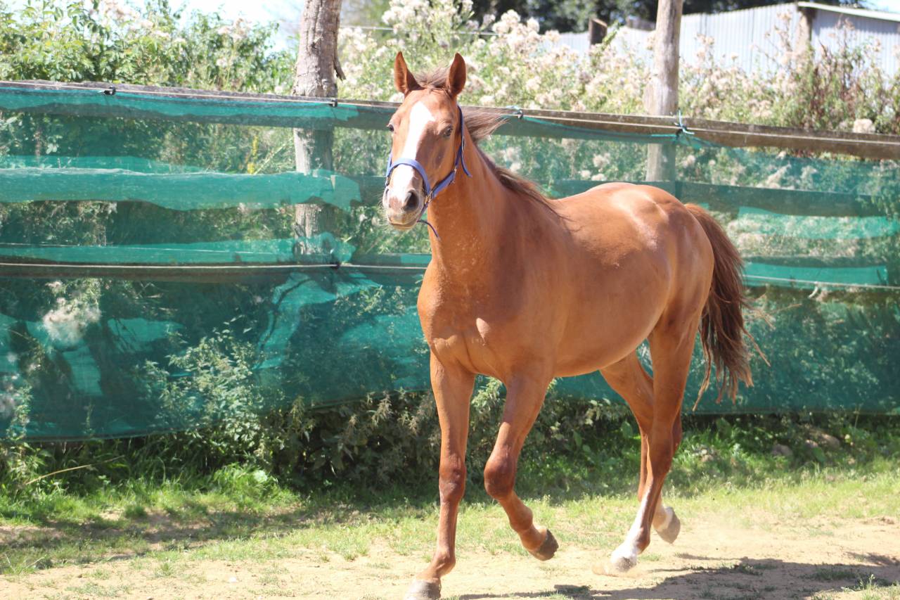 Veulen (vr) Selle Français Te koop 2022 Bruin / Bai ,  jamiroquai lvd