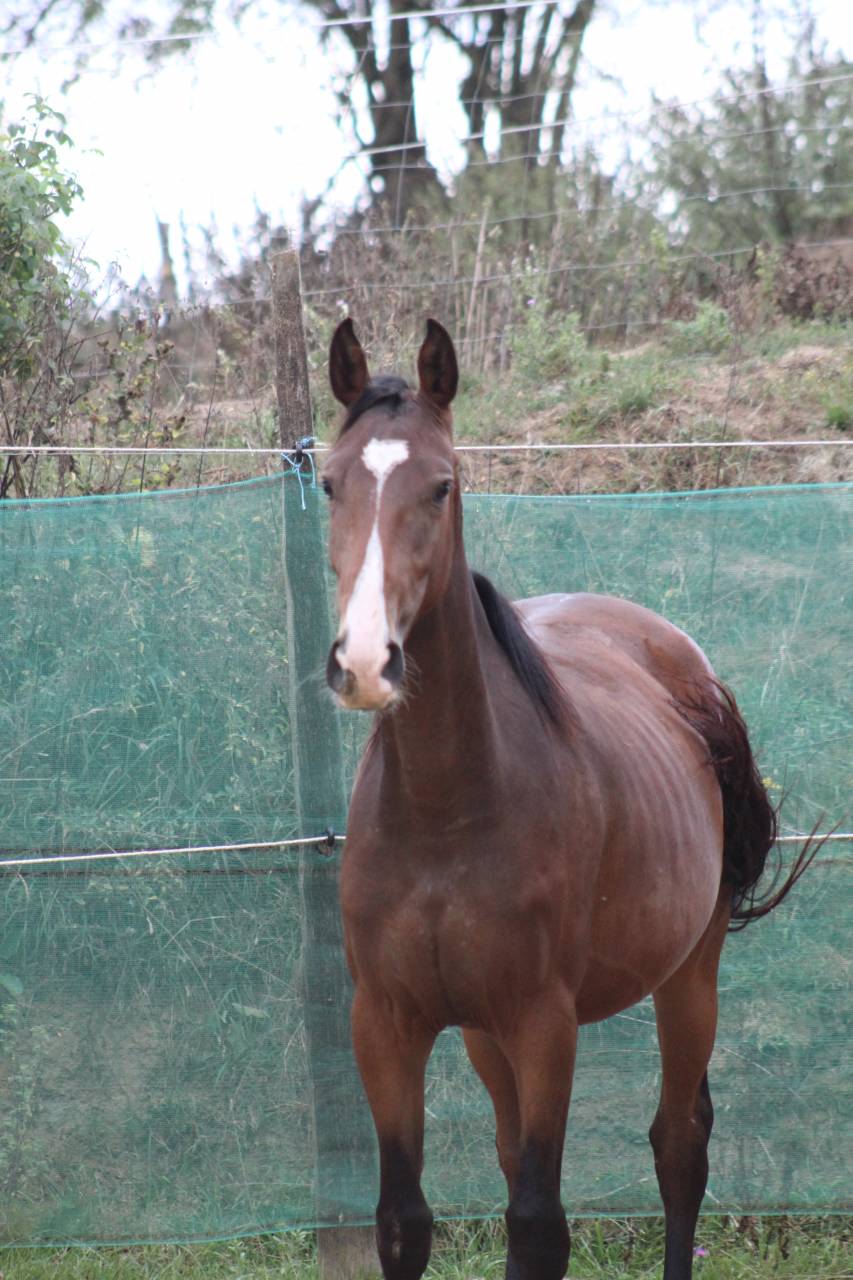 Veulen (vr) Selle Français Te koop 2022 Bruin / Bai ,  jamiroquai lvd