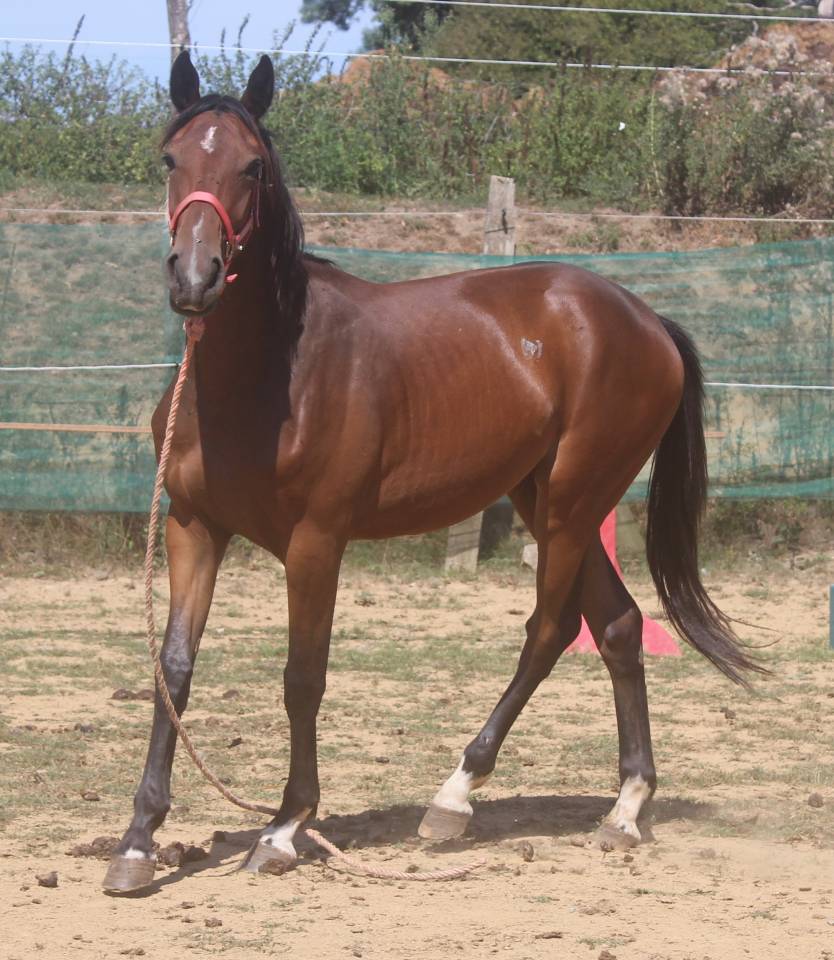 Veulen (vr) Selle Français Te koop 2022 Bruin / Bai ,  jamiroquai lvd