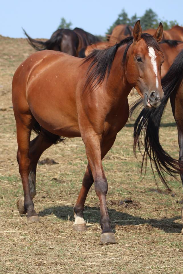 Veulen (vr) Selle Français Te koop 2022 Bruin / Bai ,  jamiroquai lvd