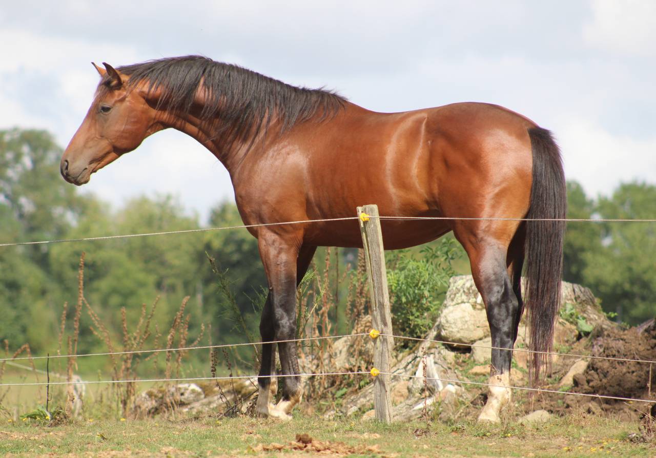Veulen (vr) Selle Français Te koop 2022 Bruin / Bai ,  jamiroquai lvd