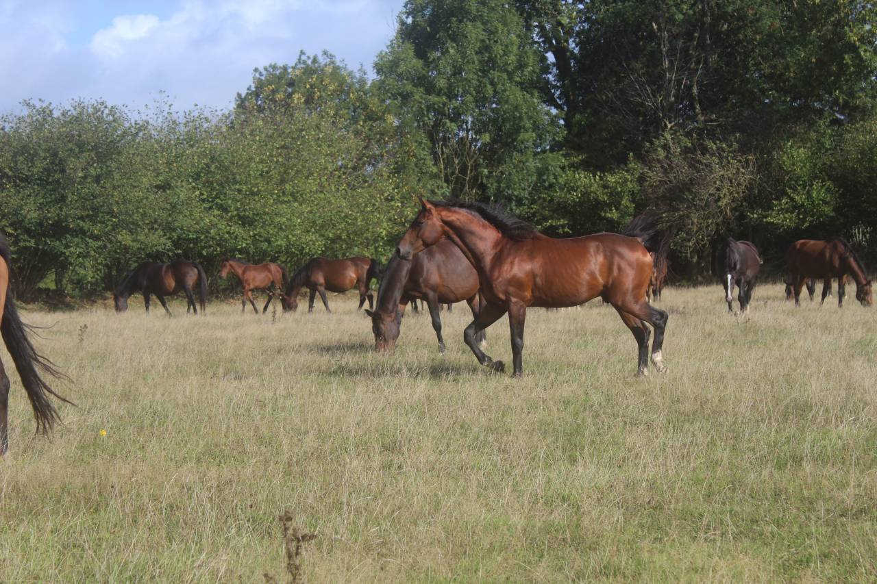 Veulen (vr) Selle Français Te koop 2022 Bruin / Bai ,  jamiroquai lvd