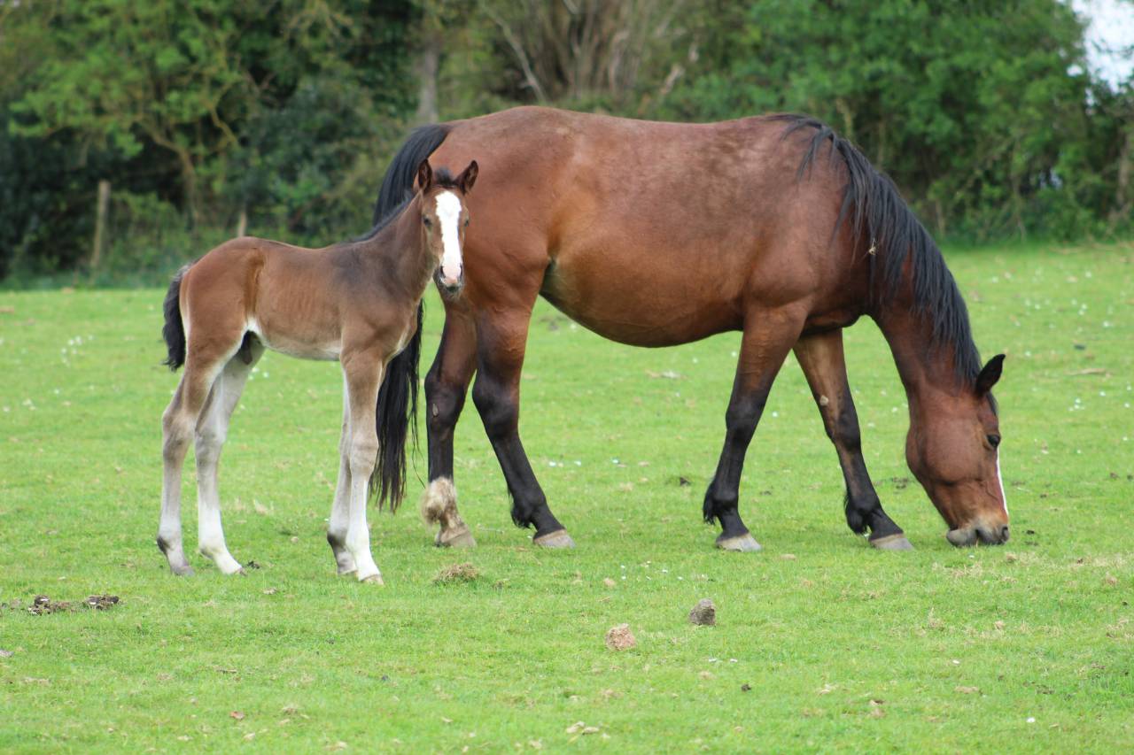 Veulen (vr) Selle Français Te koop 2022 Bruin / Bai ,  jamiroquai lvd