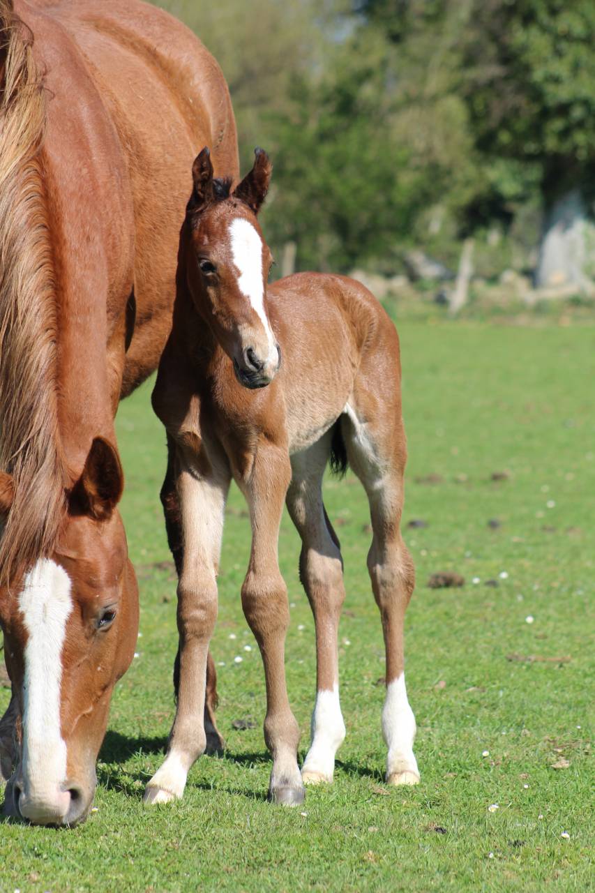 Veulen (vr) Selle Français Te koop 2022 Bruin / Bai ,  jamiroquai lvd