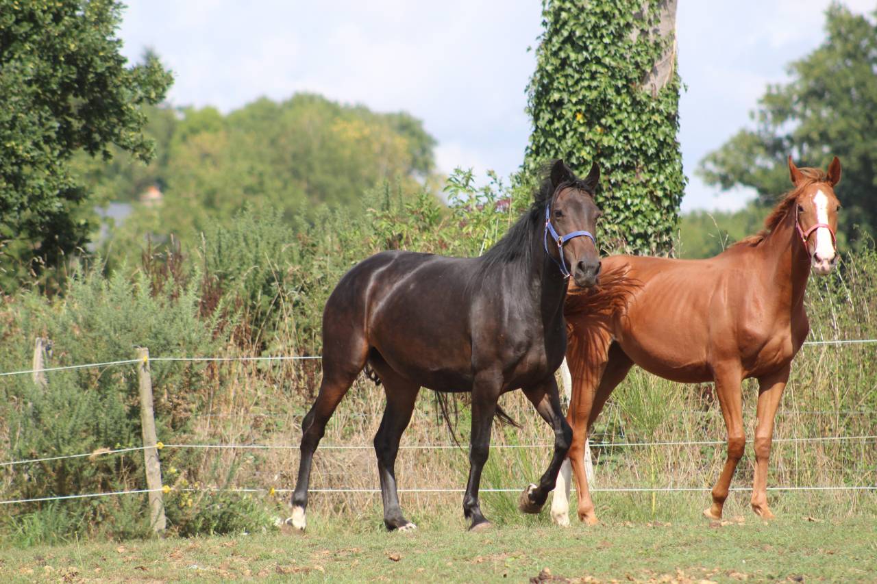 Veulen (vr) Selle Français Te koop 2022 Bruin / Bai ,  jamiroquai lvd