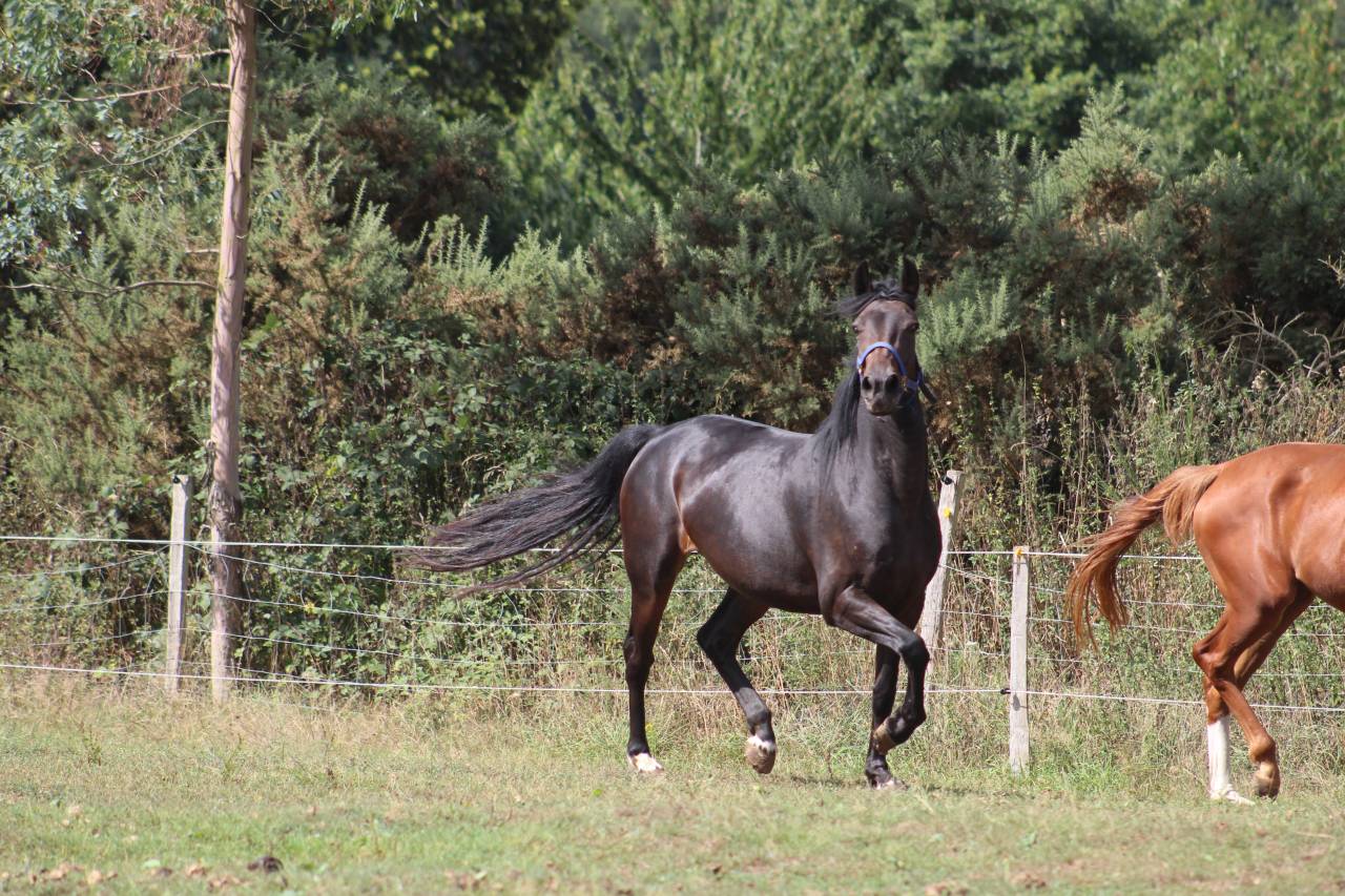 Veulen (vr) Selle Français Te koop 2022 Bruin / Bai ,  jamiroquai lvd