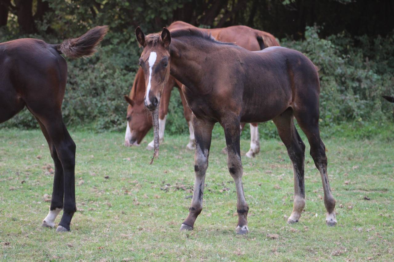 Veulen (vr) Selle Français Te koop 2022 Bruin / Bai ,  jamiroquai lvd