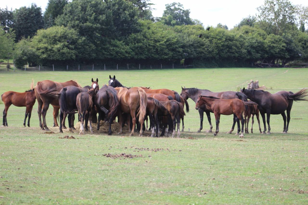 Veulen (vr) Selle Français Te koop 2022 Bruin / Bai ,  jamiroquai lvd