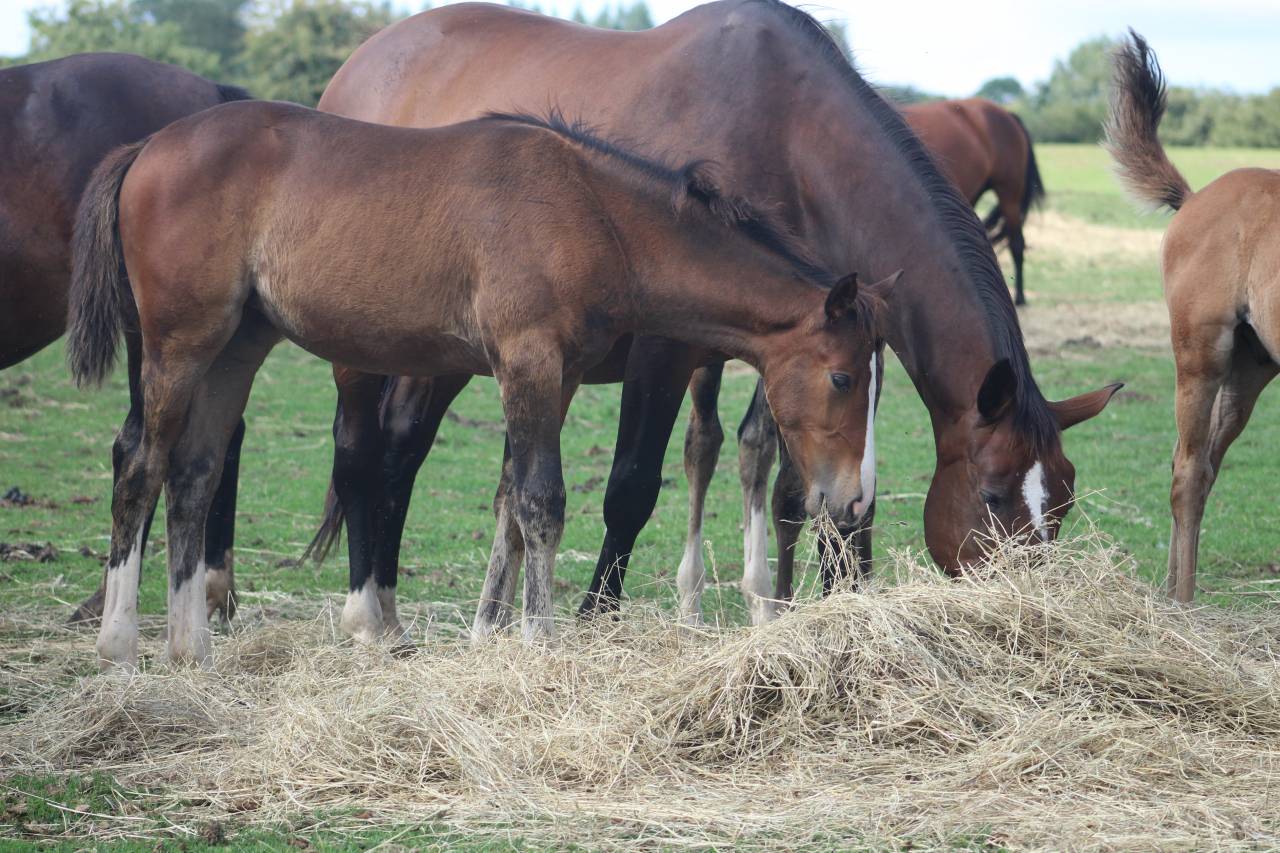 Veulen (vr) Selle Français Te koop 2022 Bruin / Bai ,  jamiroquai lvd