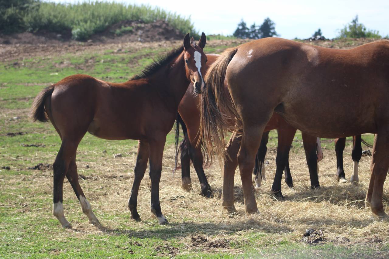 Veulen (vr) Selle Français Te koop 2022 Bruin / Bai ,  jamiroquai lvd