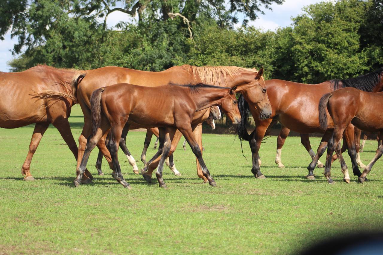 Veulen (vr) Selle Français Te koop 2022 Bruin / Bai ,  jamiroquai lvd