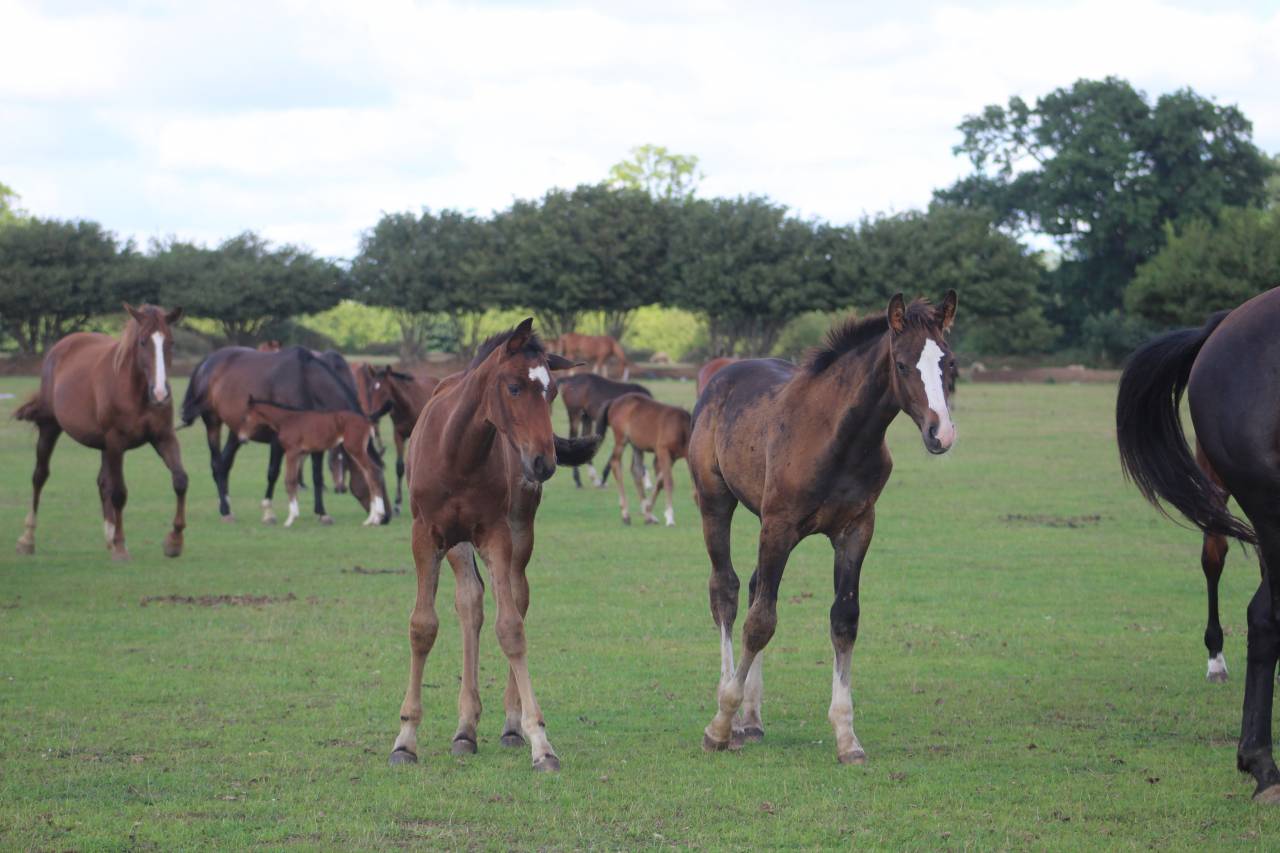Veulen (vr) Selle Français Te koop 2022 Bruin / Bai ,  jamiroquai lvd