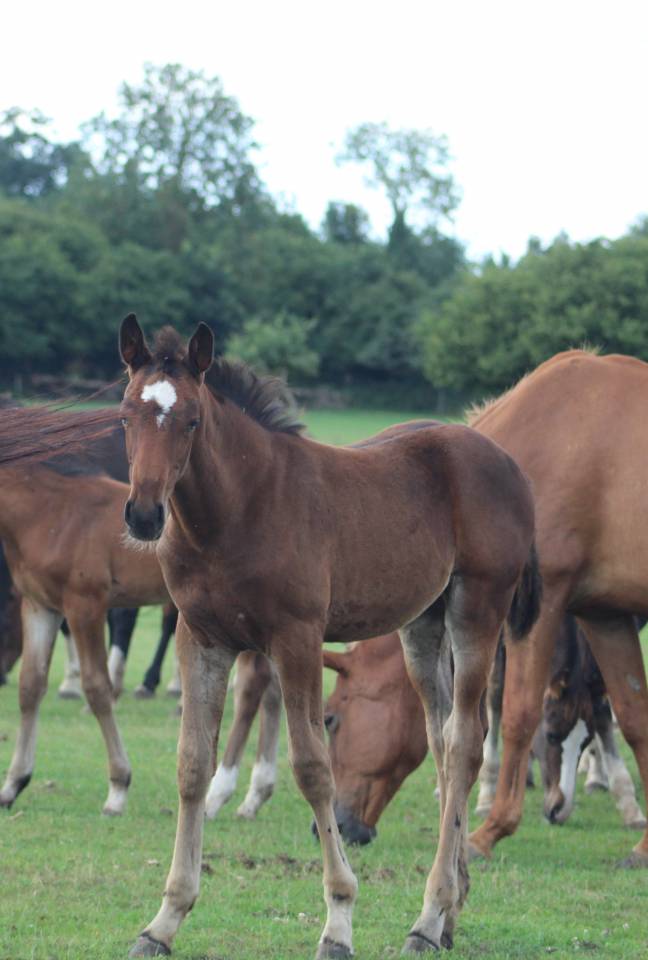 Veulen (vr) Selle Français Te koop 2022 Bruin / Bai ,  jamiroquai lvd