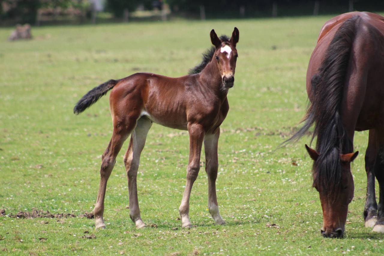 Veulen (vr) Selle Français Te koop 2022 Bruin / Bai ,  jamiroquai lvd