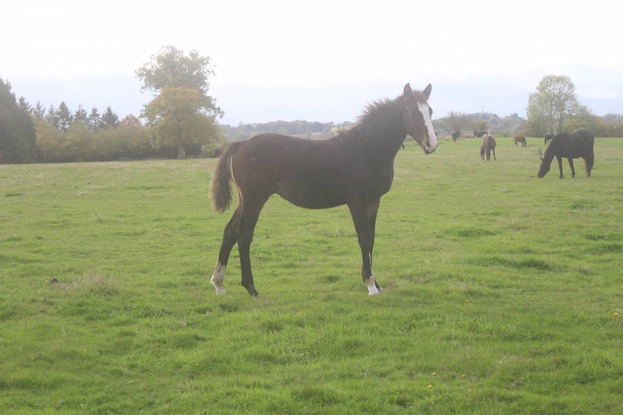 Veulen (vr) Selle Fran&ccedil;ais Te koop 2022 Bruin / Bai ,  jamiroquai lvd